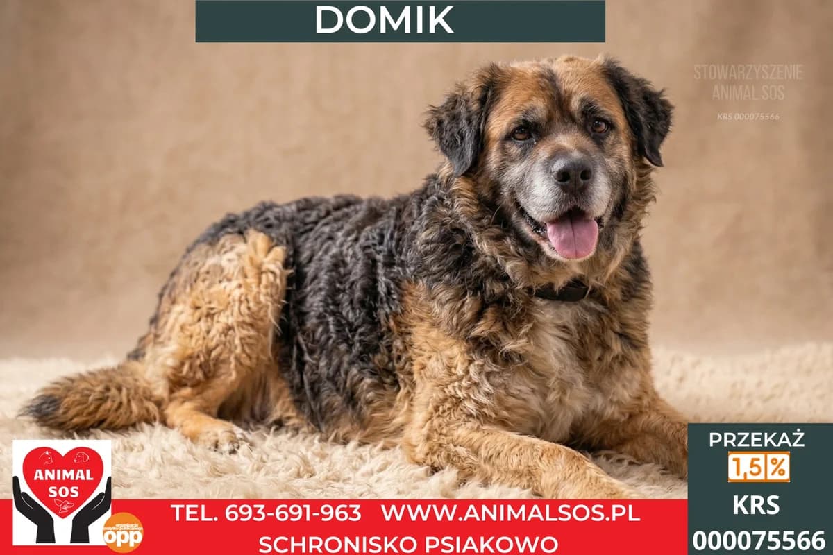 DOMIK, male 5yo Mixed Breed for adoption at Animal Sos Psiakowo Centrum Adopcyjne, 99-423
