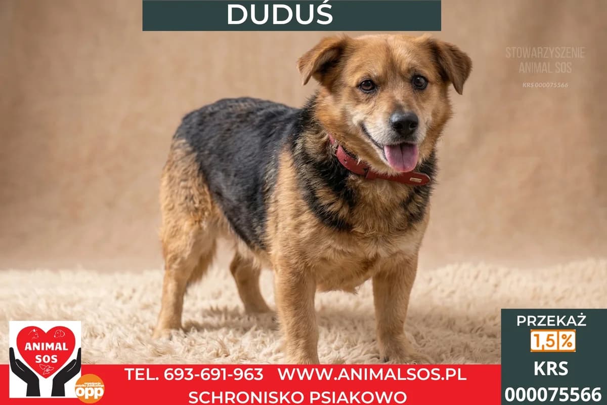 DUDUŚ, male 7yo Mixed Breed for adoption at Animal Sos Psiakowo Centrum Adopcyjne, 99-423