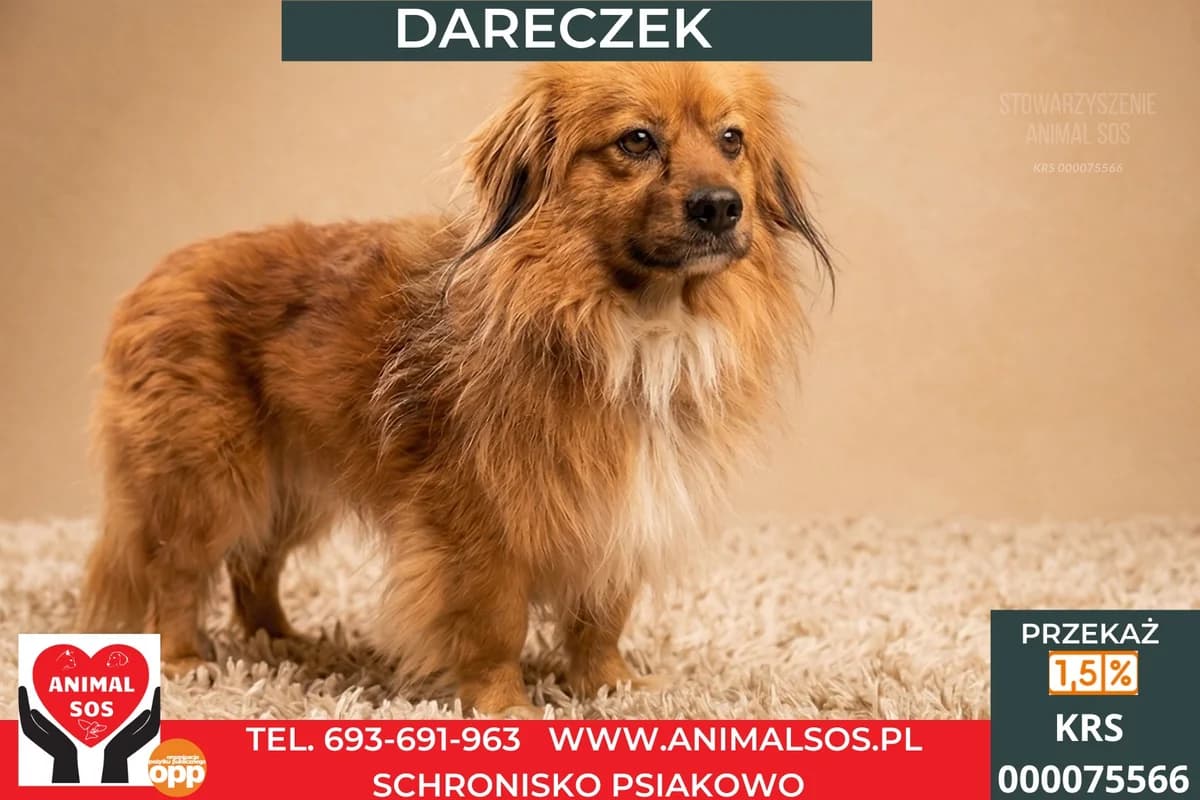 DARECZEK, male 6yo Mixed Breed for adoption at Animal Sos Psiakowo Centrum Adopcyjne, 99-423