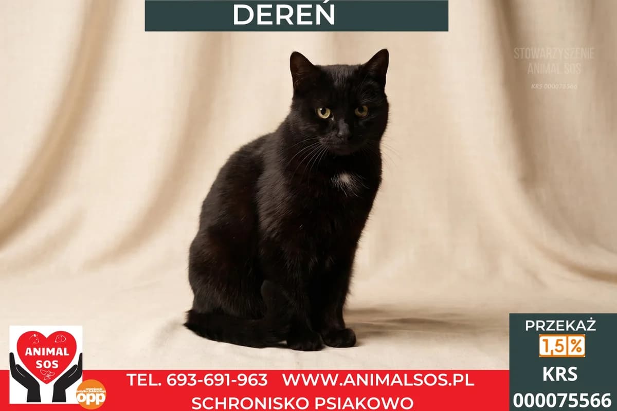DEREŃ, male 3yo Mixed Breed for adoption at Animal Sos Psiakowo Centrum Adopcyjne, 99-423