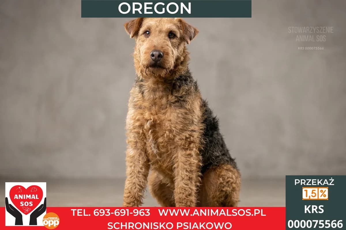 OREGON, male 6yo Mixed Breed for adoption at Animal Sos Psiakowo Centrum Adopcyjne, 99-423