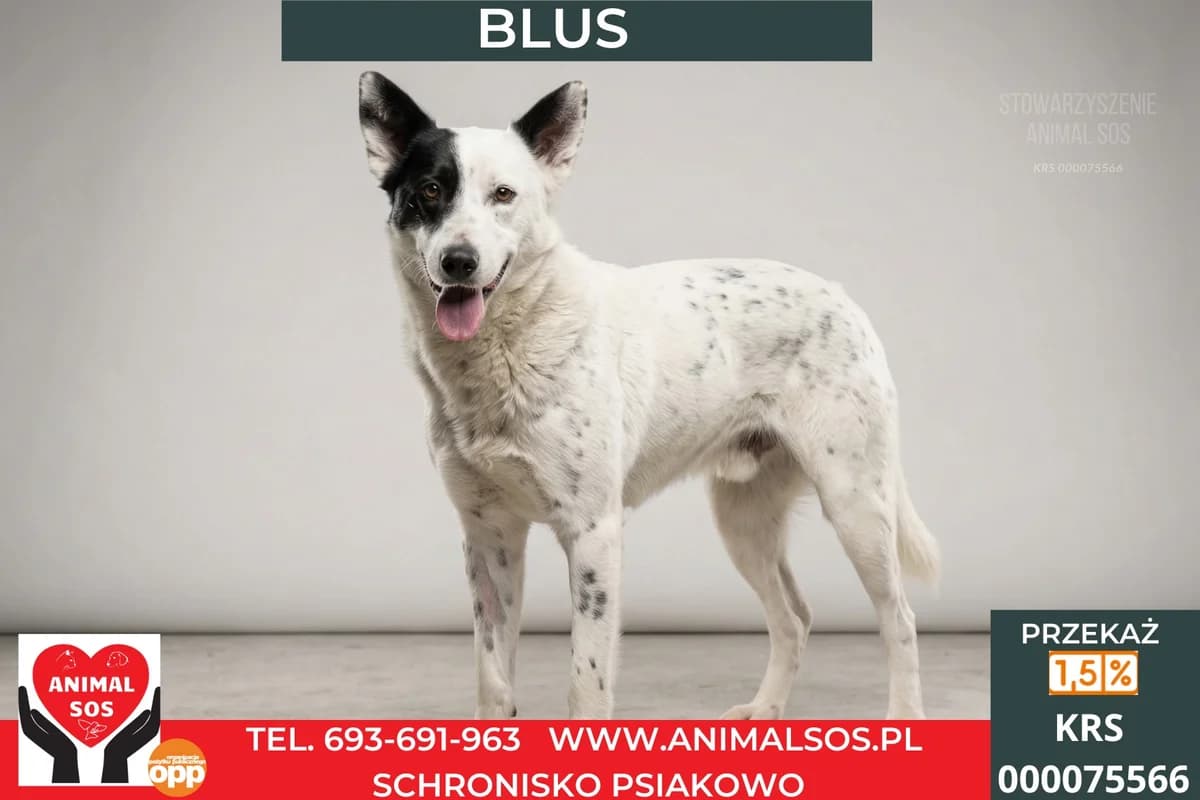 BLUS, male young Mixed Breed for adoption at Animal Sos Psiakowo Centrum Adopcyjne, 99-423