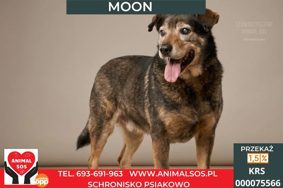 MOON, male senior Mixed Breed for adoption at Animal Sos Psiakowo Centrum Adopcyjne, 99-423