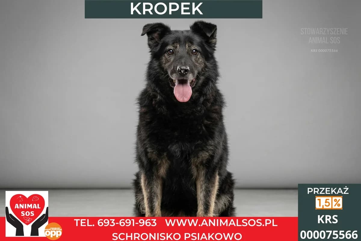 KROPEK, male senior Mixed Breed for adoption at Animal Sos Psiakowo Centrum Adopcyjne, 99-423