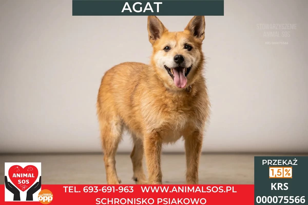 AGAT, male 7yo Mixed Breed for adoption at Animal Sos Psiakowo Centrum Adopcyjne, 99-423