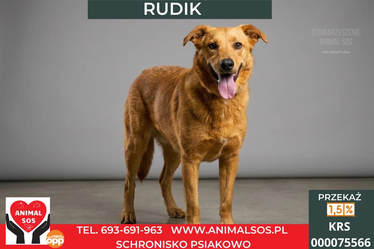 RUDIK, male 5yo Mixed Breed for adoption at Animal Sos Psiakowo Centrum Adopcyjne, 99-423