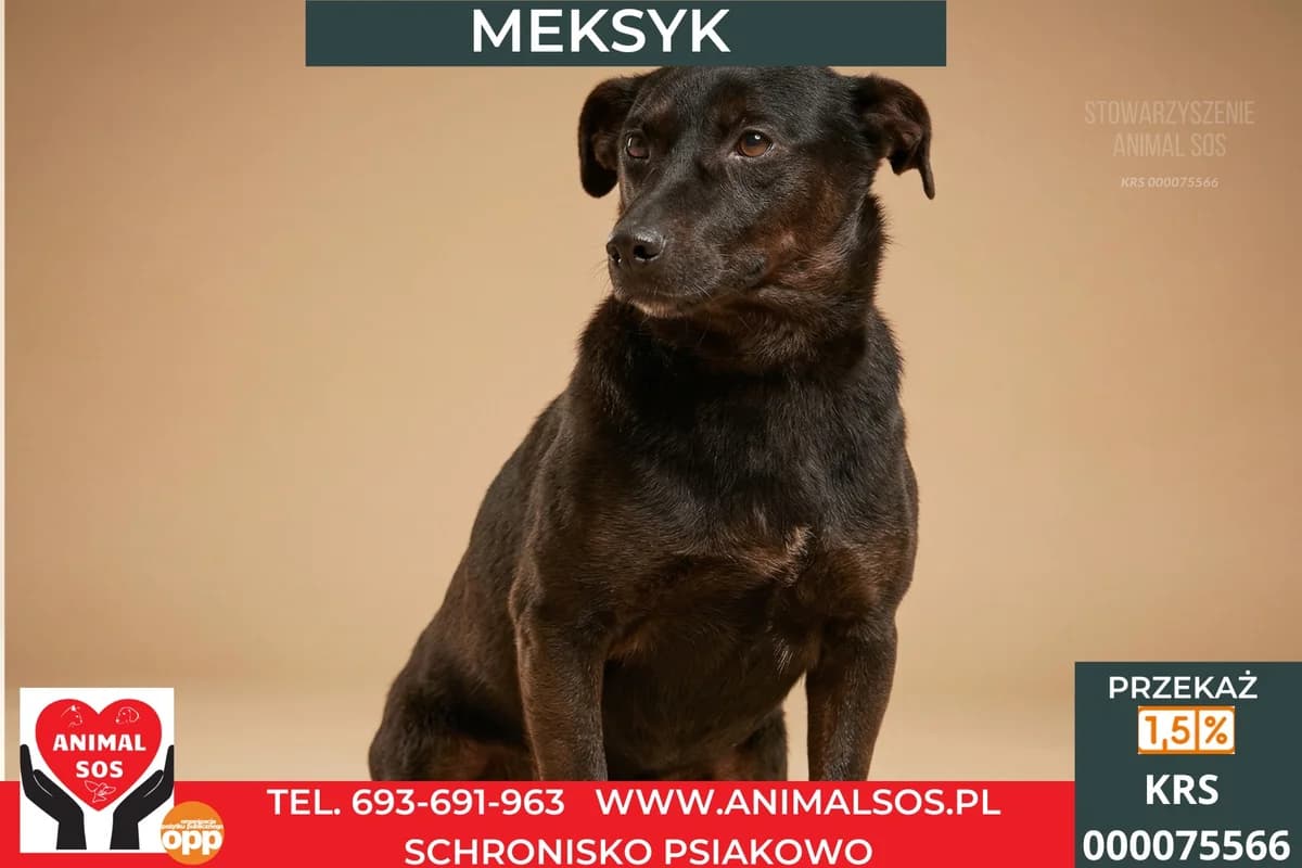 MEKSYK, male 4yo Mixed Breed for adoption at Animal Sos Psiakowo Centrum Adopcyjne, 99-423