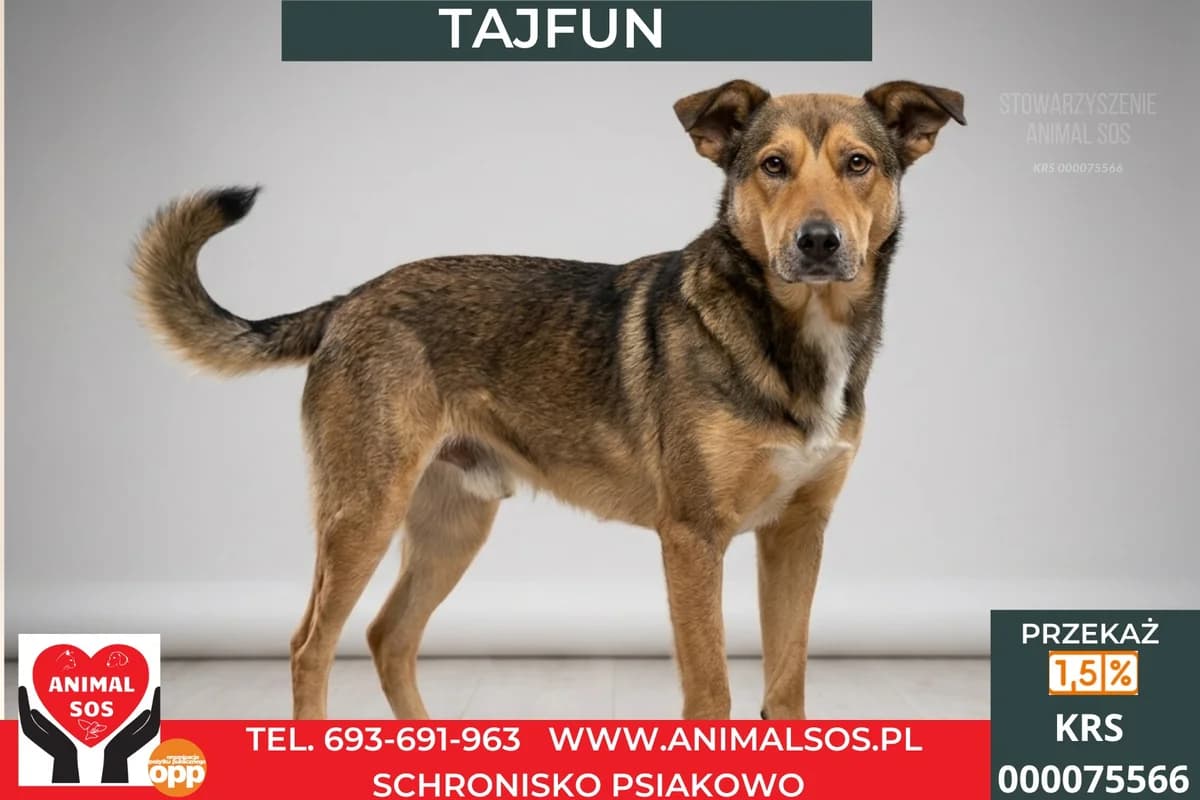 TAJFUN, male 3yo Mixed Breed for adoption at Animal Sos Psiakowo Centrum Adopcyjne, 99-423