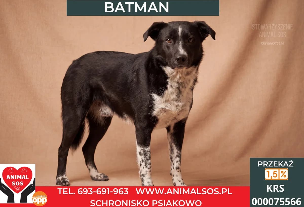 BATMAN, male 3yo Mixed Breed for adoption at Animal Sos Psiakowo Centrum Adopcyjne, 99-423
