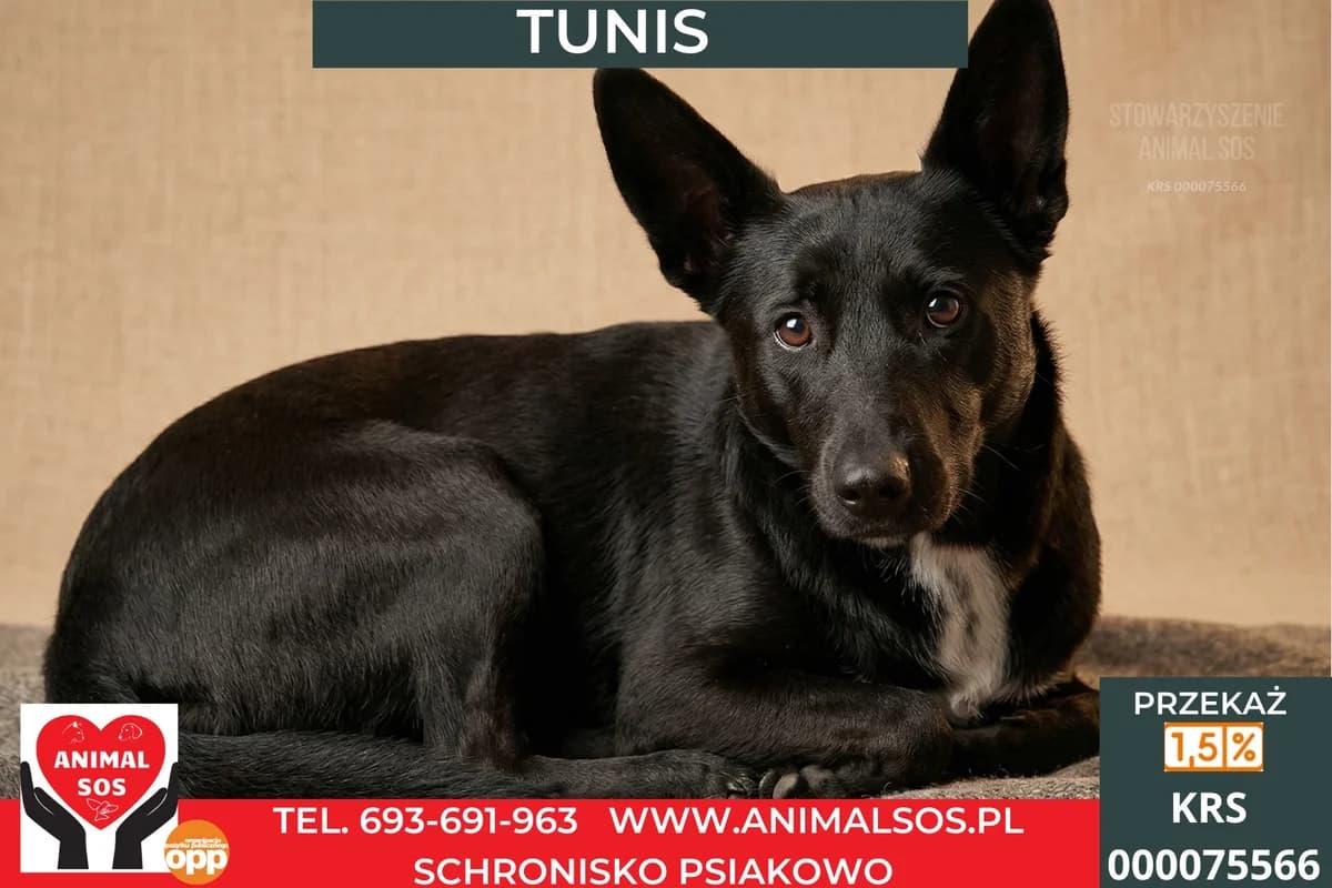 TUNIS, male 5yo Mixed Breed for adoption at Animal Sos Psiakowo Centrum Adopcyjne, 99-423