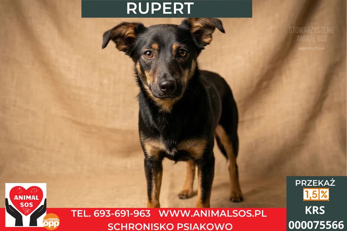 RUPERT, male young Mixed Breed for adoption at Animal Sos Psiakowo Centrum Adopcyjne, 99-423