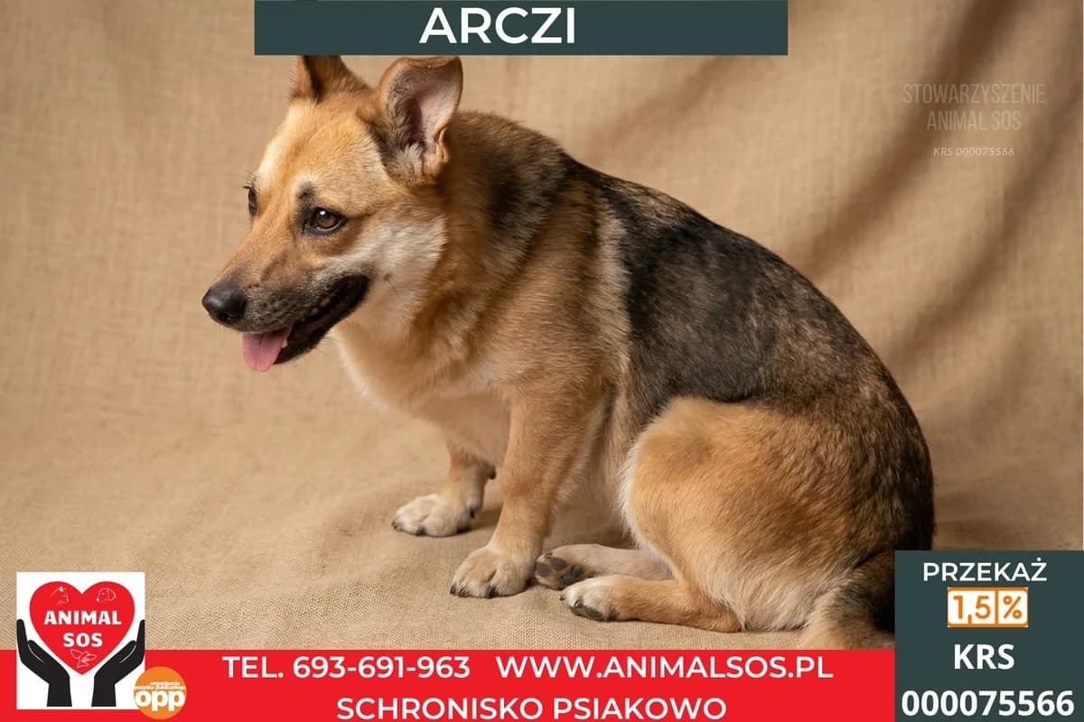 ARCZI, male senior Mixed Breed for adoption at Animal Sos Psiakowo Centrum Adopcyjne, 99-423