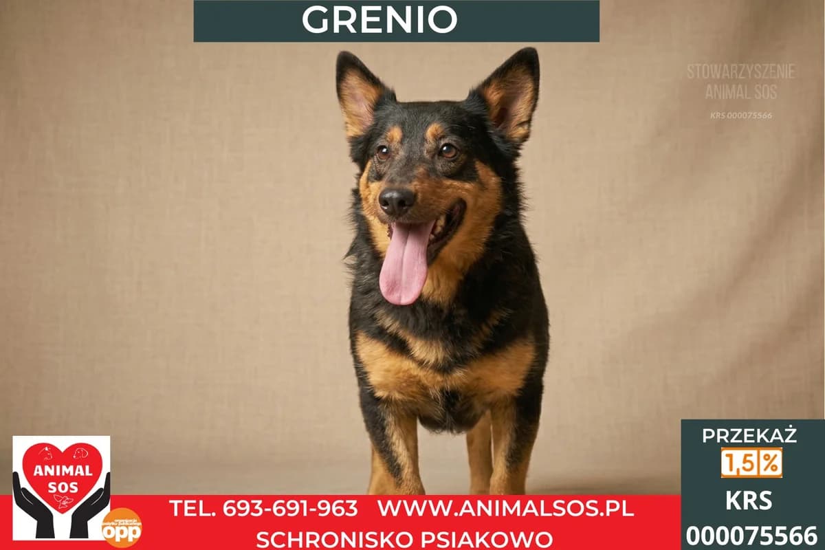 GRENIO, male 5yo Mixed Breed for adoption at Animal Sos Psiakowo Centrum Adopcyjne, 99-423