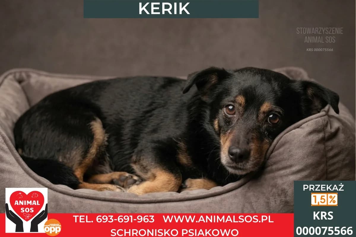 KERIK, male 5yo Mixed Breed for adoption at Animal Sos Psiakowo Centrum Adopcyjne, 99-423