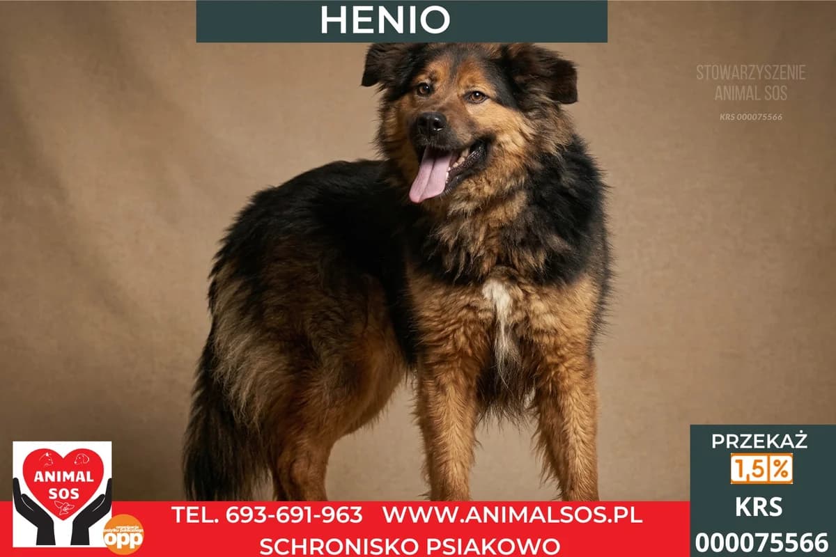 HENIO, male young Mixed Breed for adoption at Animal Sos Psiakowo Centrum Adopcyjne, 99-423