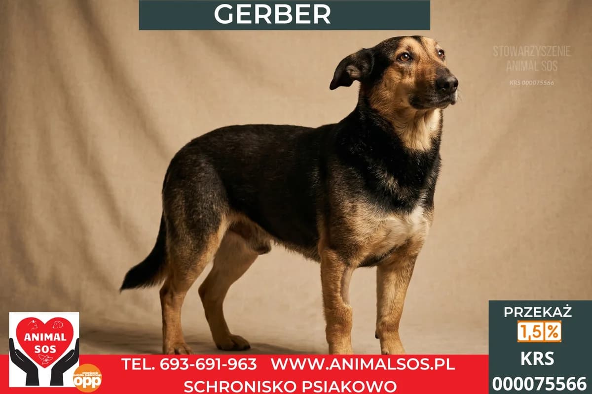 GERBER, male 4yo Mixed Breed for adoption at Animal Sos Psiakowo Centrum Adopcyjne, 99-423