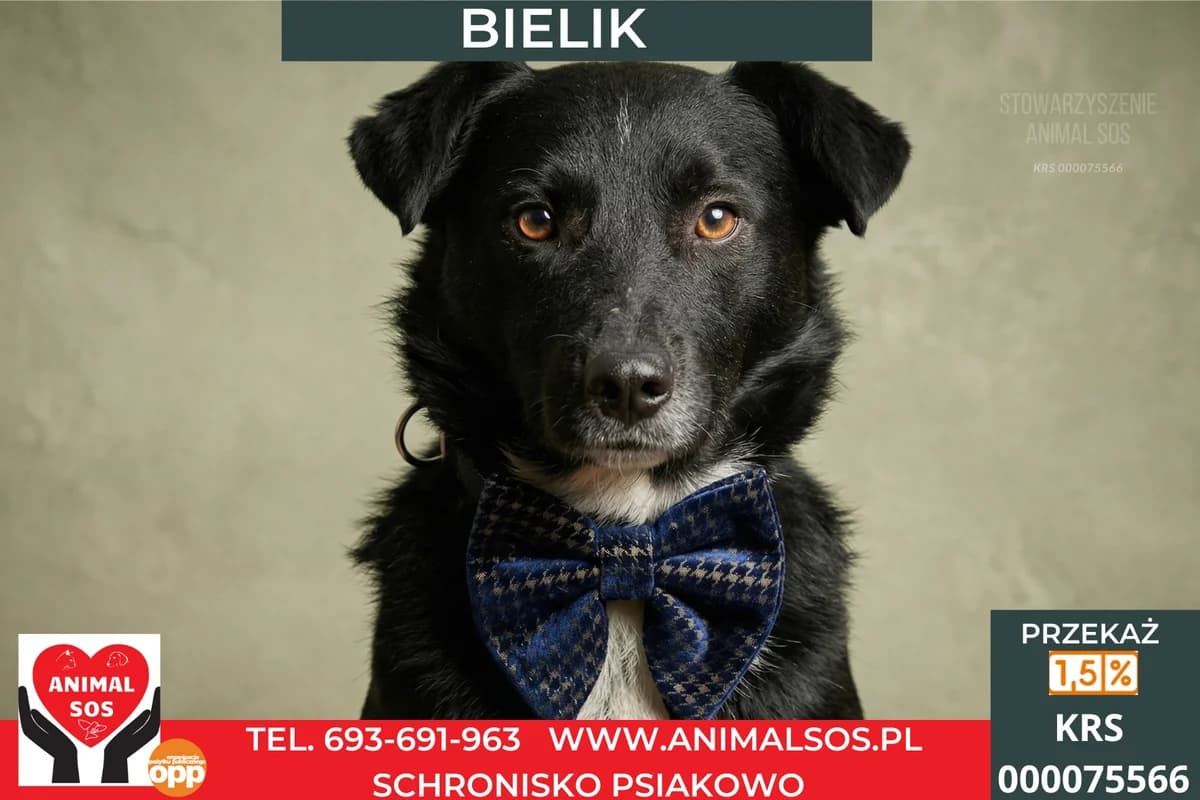 BIELIK, male young Mixed Breed for adoption at Animal Sos Psiakowo Centrum Adopcyjne, 99-423