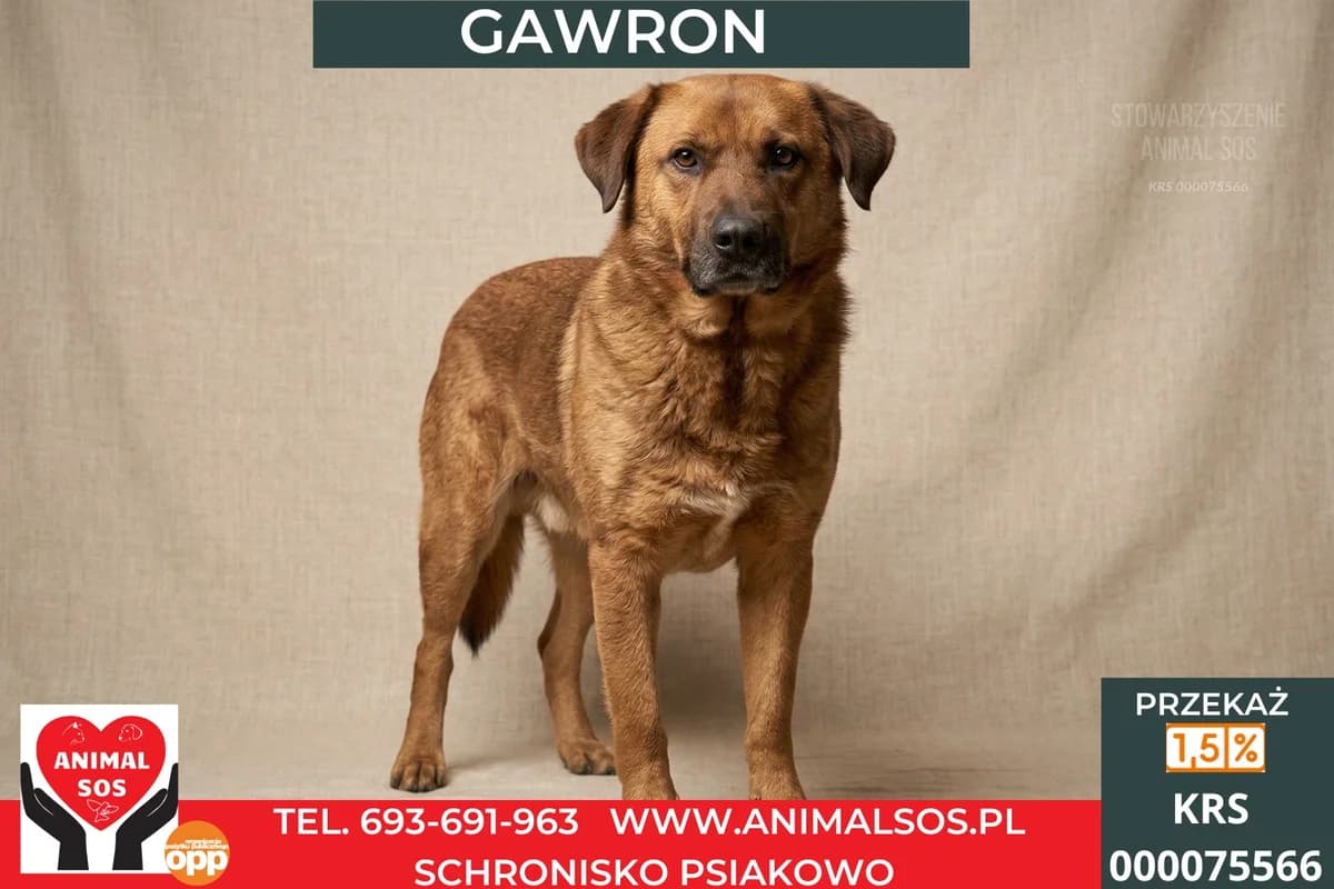 GAWRON, male 4yo Mixed Breed for adoption at Animal Sos Psiakowo Centrum Adopcyjne, 99-423