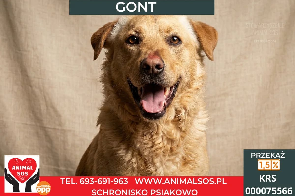GONT, male young Mixed Breed for adoption at Animal Sos Psiakowo Centrum Adopcyjne, 99-423