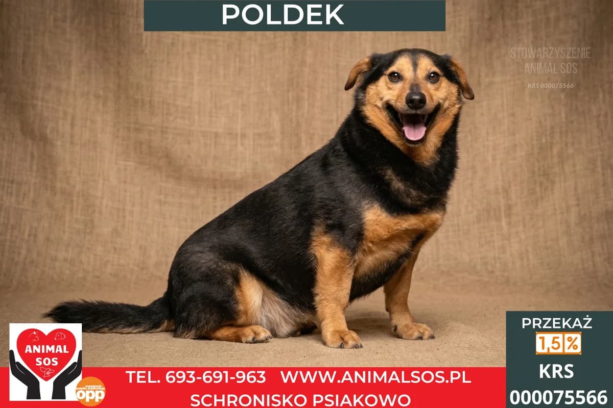 POLDEK, male young Mixed Breed for adoption at Animal Sos Psiakowo Centrum Adopcyjne, 99-423