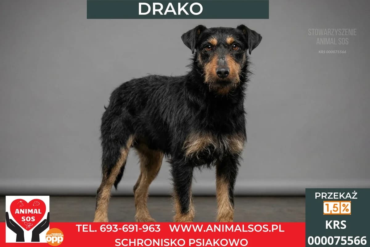 DRAKO, male 3yo Mixed Breed for adoption at Animal Sos Psiakowo Centrum Adopcyjne, 99-423