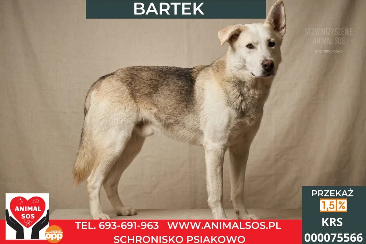 BARTEK, male 6yo Mixed Breed for adoption at Animal Sos Psiakowo Centrum Adopcyjne, 99-423