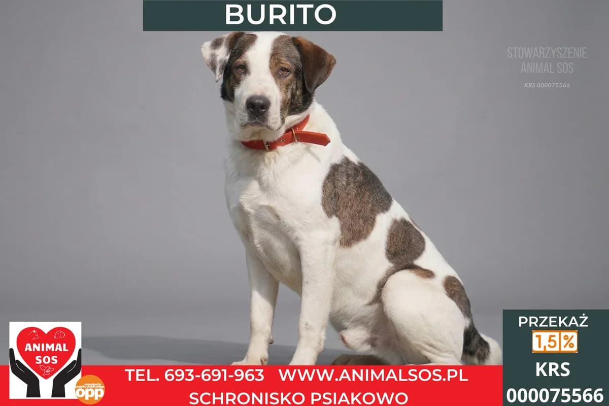 BURITO, male 4yo Mixed Breed for adoption at Animal Sos Psiakowo Centrum Adopcyjne, 99-423
