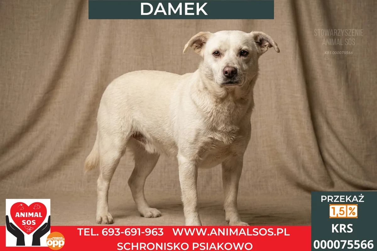 DAMEK, male 7yo Mixed Breed for adoption at Animal Sos Psiakowo Centrum Adopcyjne, 99-423