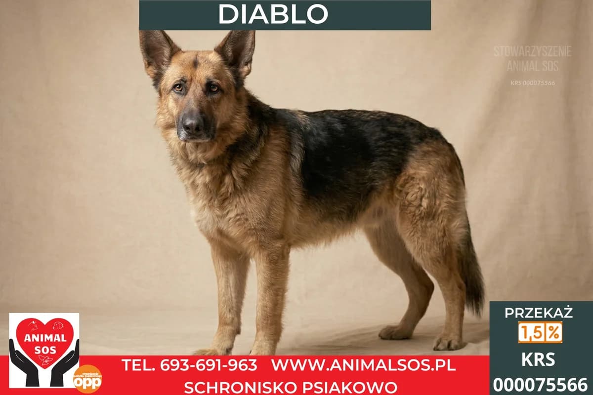 DIABLO, male young Mixed Breed for adoption at Animal Sos Psiakowo Centrum Adopcyjne, 99-423