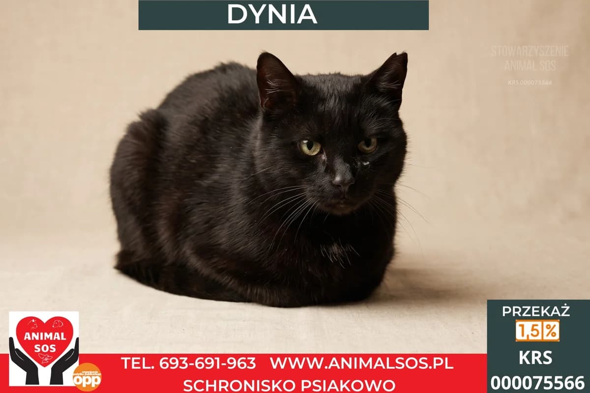 DYNIA, female young Mixed Breed for adoption at Animal Sos Psiakowo Centrum Adopcyjne, 99-423