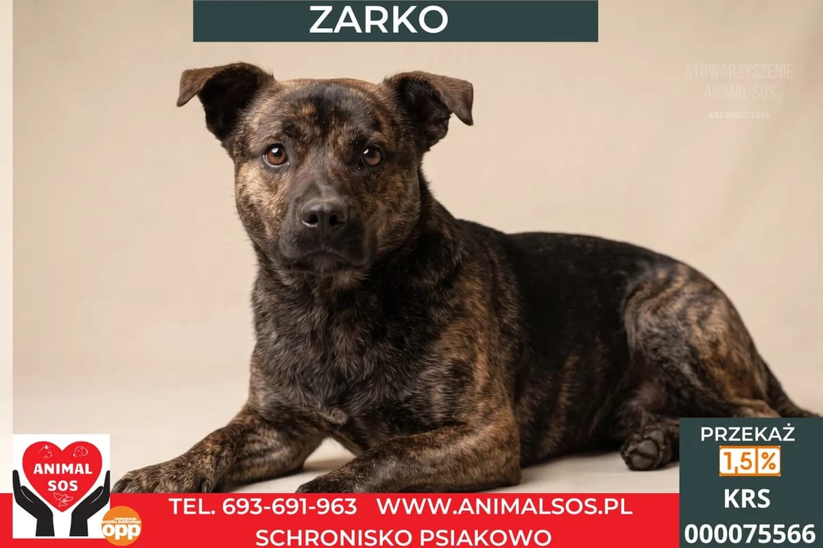 ZARKO, male young Mixed Breed for adoption at Animal Sos Psiakowo Centrum Adopcyjne, 99-423