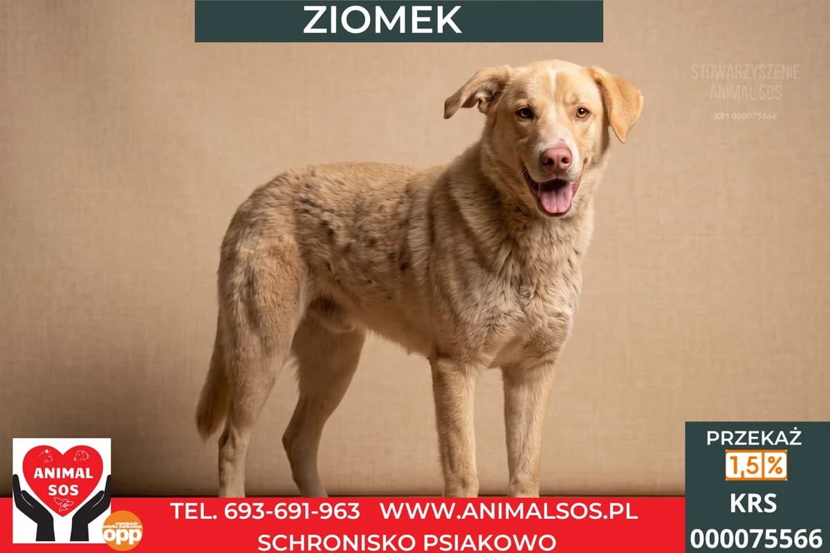 ZIOMEK, male young Mixed Breed for adoption at Animal Sos Psiakowo Centrum Adopcyjne, 99-423