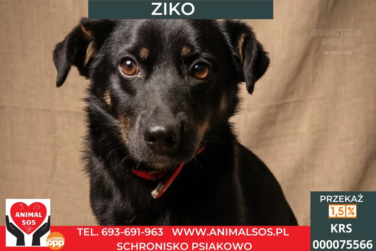ZIKO, male young Mixed Breed for adoption at Animal Sos Psiakowo Centrum Adopcyjne, 99-423