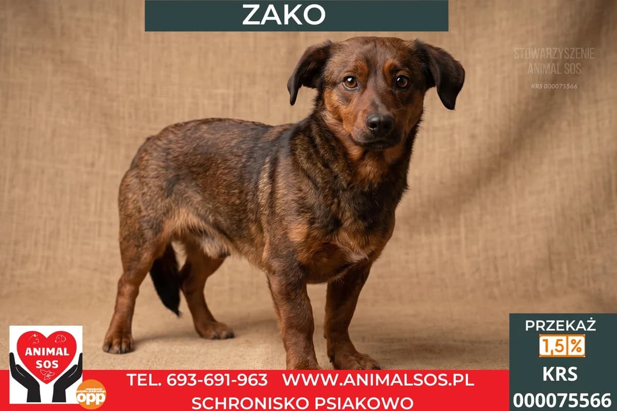 ZAKO, male young Mixed Breed for adoption at Animal Sos Psiakowo Centrum Adopcyjne, 99-423