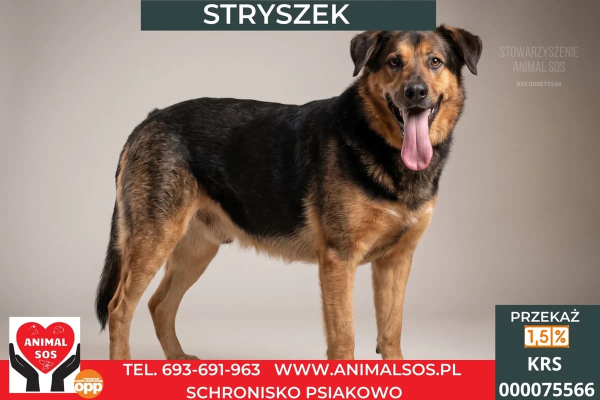 STRYSZEK, male 5yo Mixed Breed for adoption at Animal Sos Psiakowo Centrum Adopcyjne, 99-423