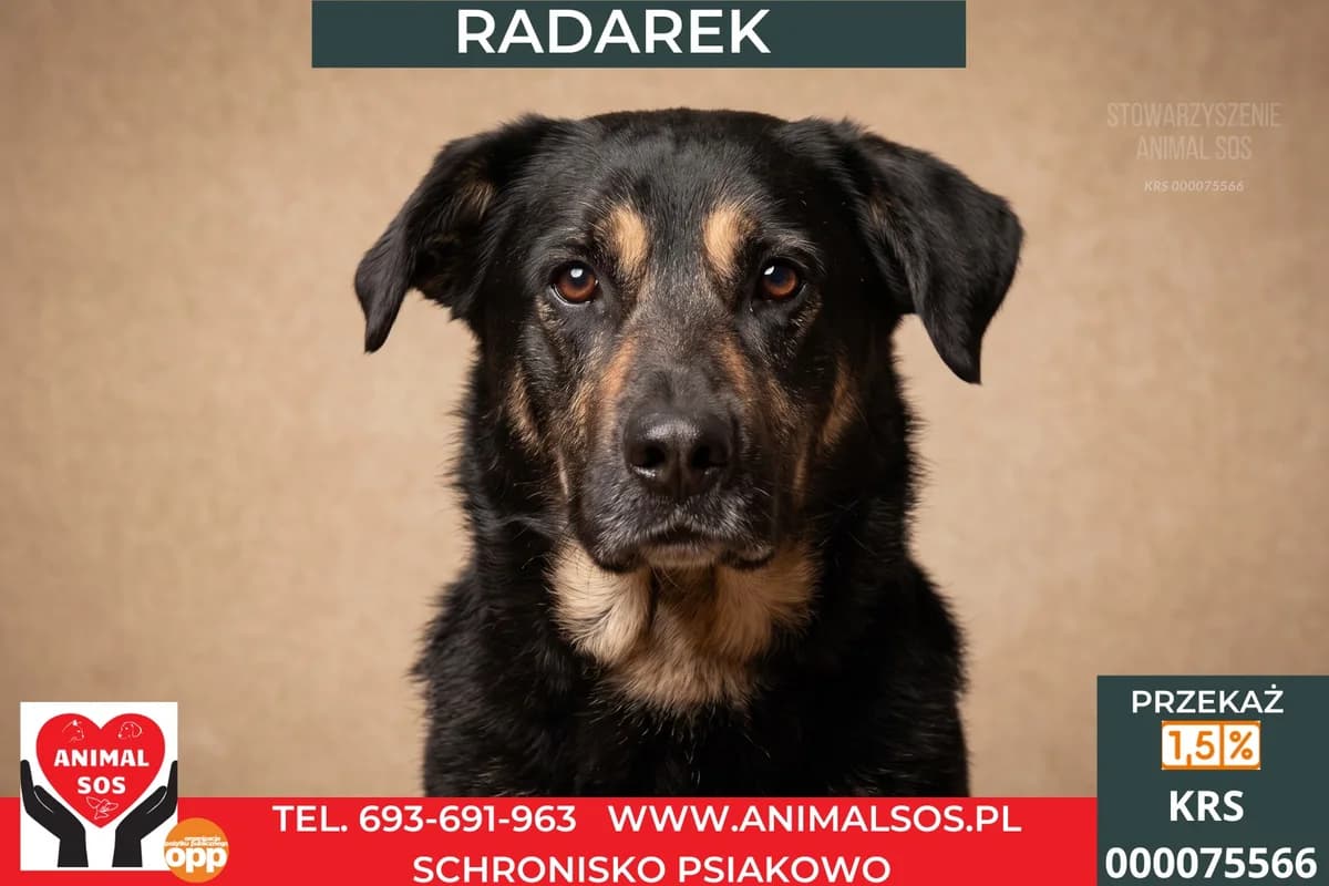 RADAREK, male 3yo Mixed Breed for adoption at Animal Sos Psiakowo Centrum Adopcyjne, 99-423