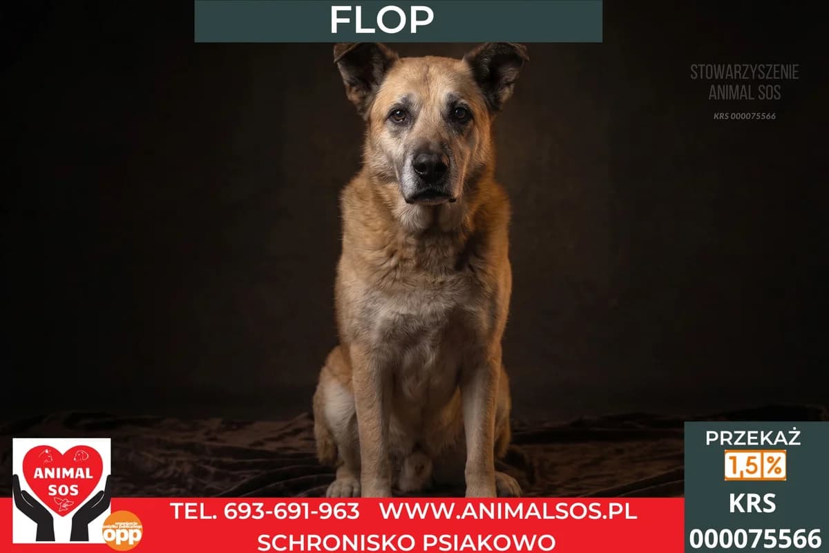 FLOP, male senior Mixed Breed for adoption at Animal Sos Psiakowo Centrum Adopcyjne, 99-423