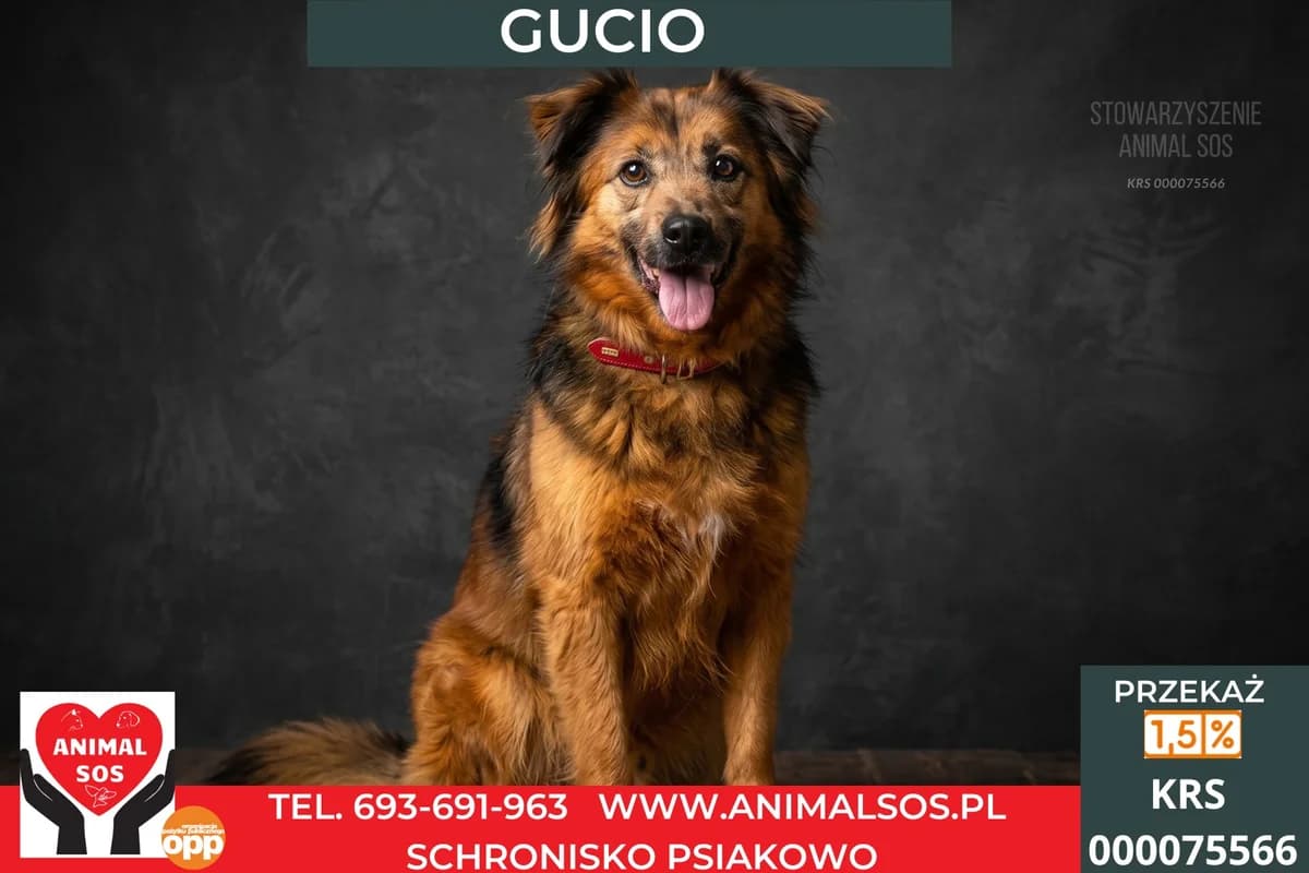 GUCIO, male senior Mixed Breed for adoption at Animal Sos Psiakowo Centrum Adopcyjne, 99-423