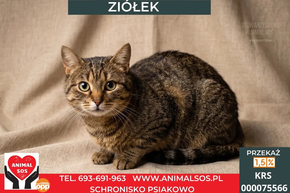 ZIÓŁEK, male young Mixed Breed for adoption at Animal Sos Psiakowo Centrum Adopcyjne, 99-423