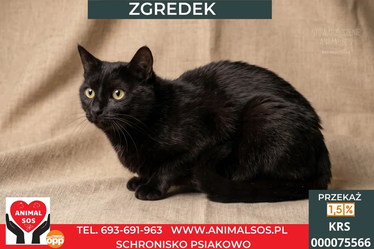 ZGREDEK, male 6yo Mixed Breed for adoption at Animal Sos Psiakowo Centrum Adopcyjne, 99-423