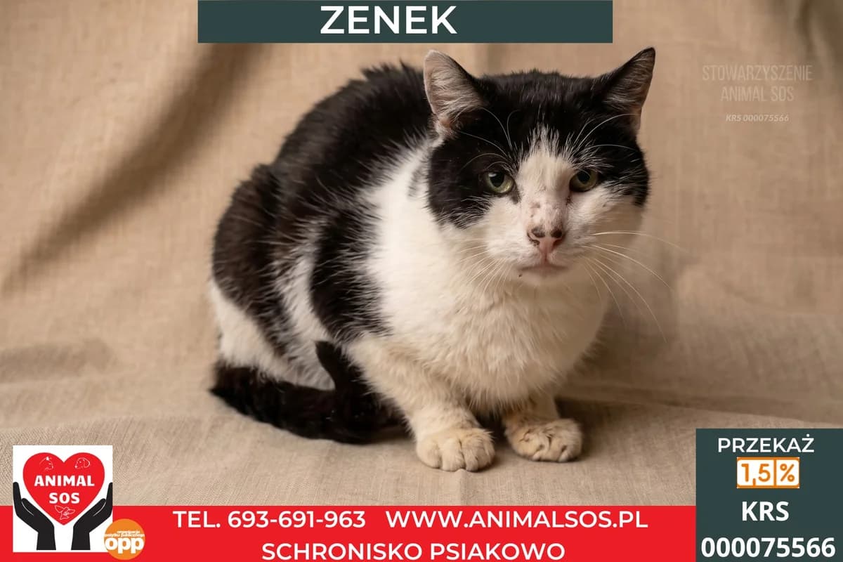 ZENEK, male senior Mixed Breed for adoption at Animal Sos Psiakowo Centrum Adopcyjne, 99-423