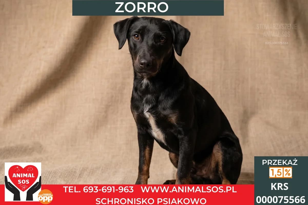 ZORRO, male 3yo Mixed Breed for adoption at Animal Sos Psiakowo Centrum Adopcyjne, 99-423