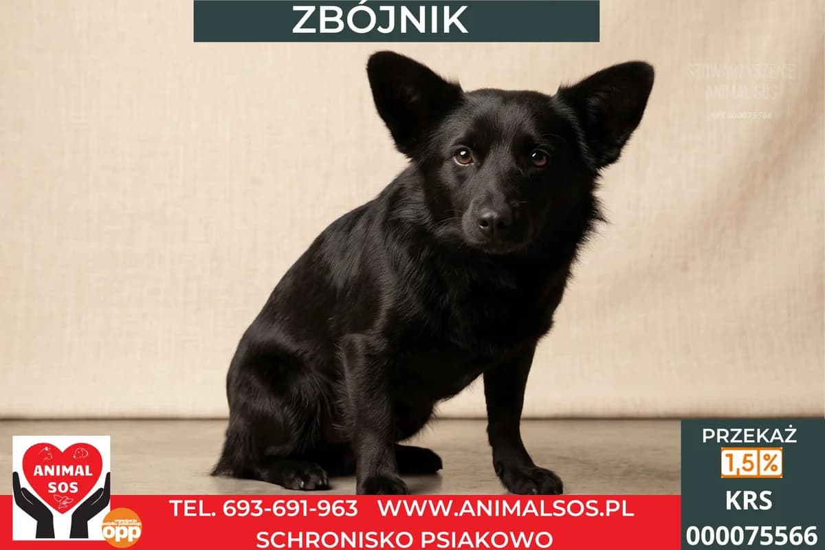 ZBÓJNIK, male young Mixed Breed for adoption at Animal Sos Psiakowo Centrum Adopcyjne, 99-423