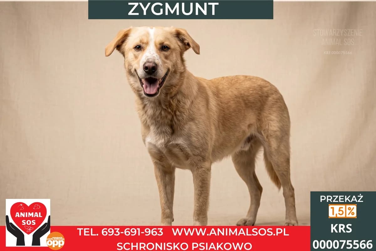ZYGMUNT, male young Mixed Breed for adoption at Animal Sos Psiakowo Centrum Adopcyjne, 99-423