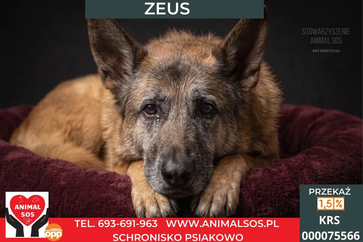 ZEUS, male senior Mixed Breed for adoption at Animal Sos Psiakowo Centrum Adopcyjne, 99-423