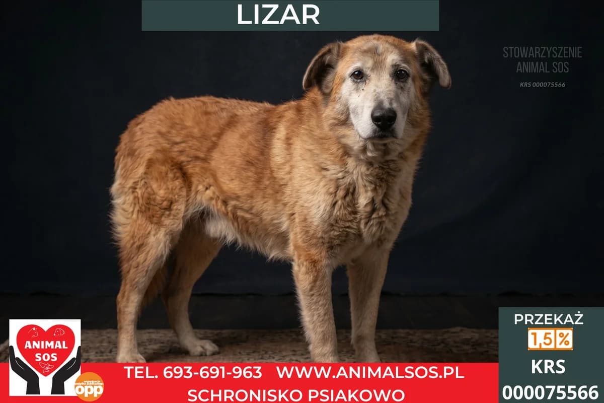 LIZAK/LIZAR, male senior Mixed Breed for adoption at Animal Sos Psiakowo Centrum Adopcyjne, 99-423