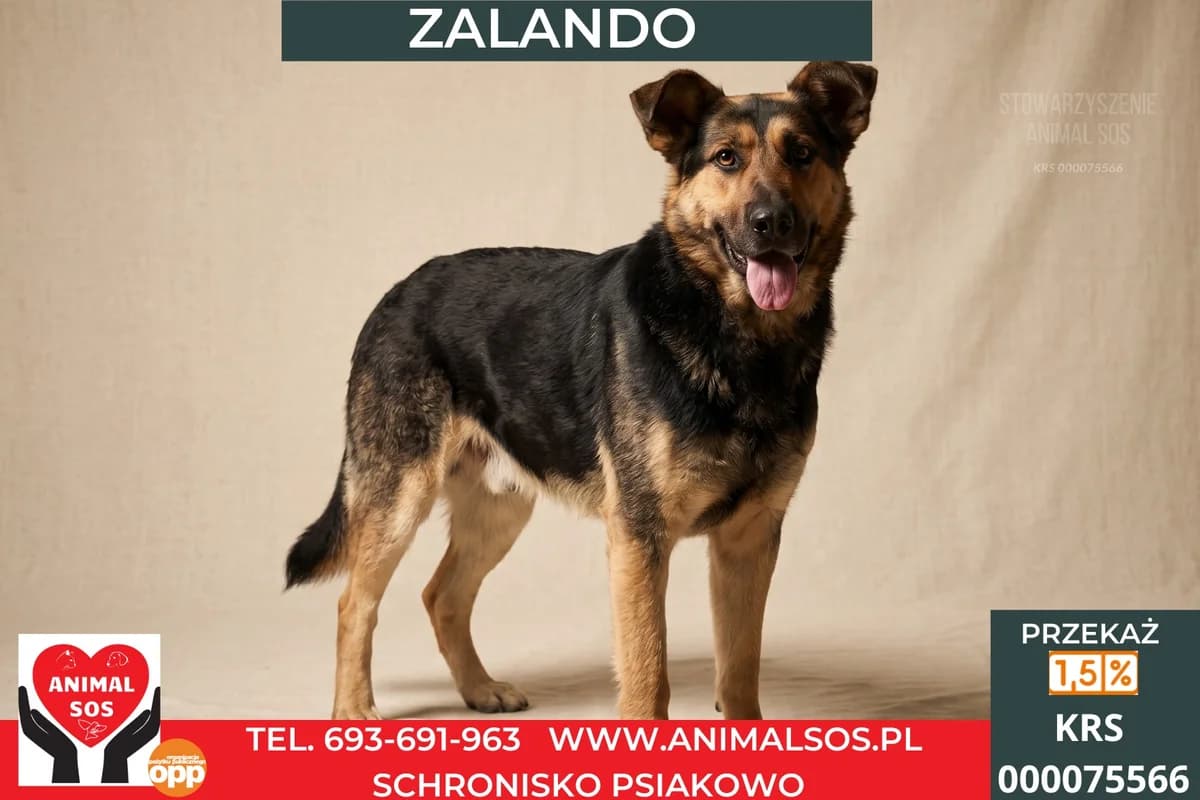 ZALANDO, male 3yo Mixed Breed for adoption at Animal Sos Psiakowo Centrum Adopcyjne, 99-423