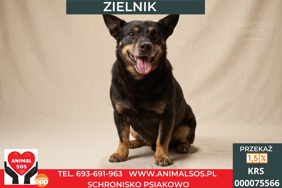 ZIELNIK, male 7yo Mixed Breed for adoption at Animal Sos Psiakowo Centrum Adopcyjne, 99-423