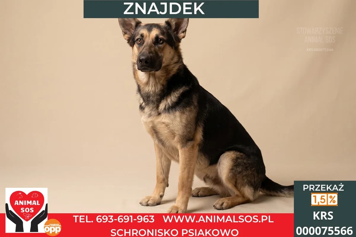 ZNAJDEK, male 3yo Mixed Breed for adoption at Animal Sos Psiakowo Centrum Adopcyjne, 99-423