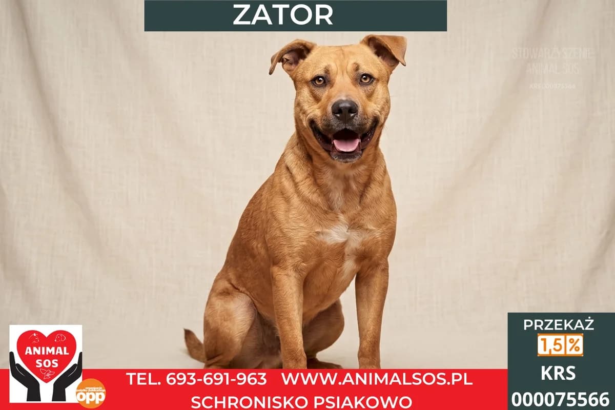 ZATOR, male 5yo Mixed Breed for adoption at Animal Sos Psiakowo Centrum Adopcyjne, 99-423